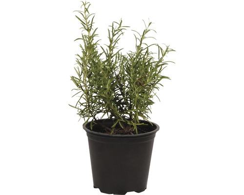 Rozemarijn FloraSelf Rosmarinus officinalis Ø 14 cm pot