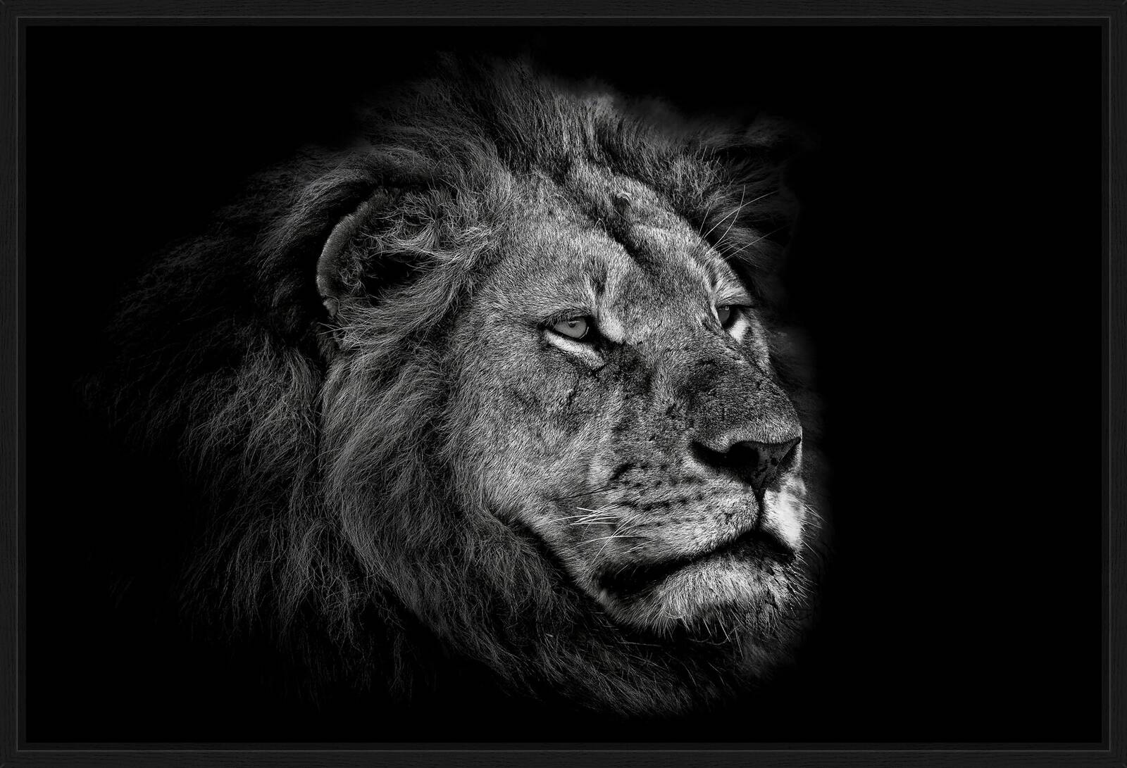 Leo by Claudio Gotsch - Limited Edition. Edition of: 150. Signed.