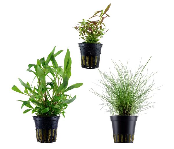 Dehner Aqua Aquarienpflanzen-Set Einsteiger