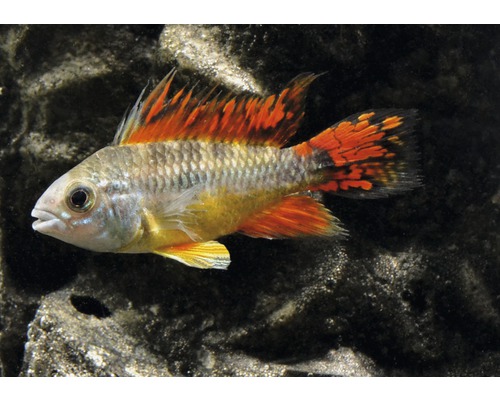 Cockatoo Dwarf Cichlide - Apistogramma cacatuiodes