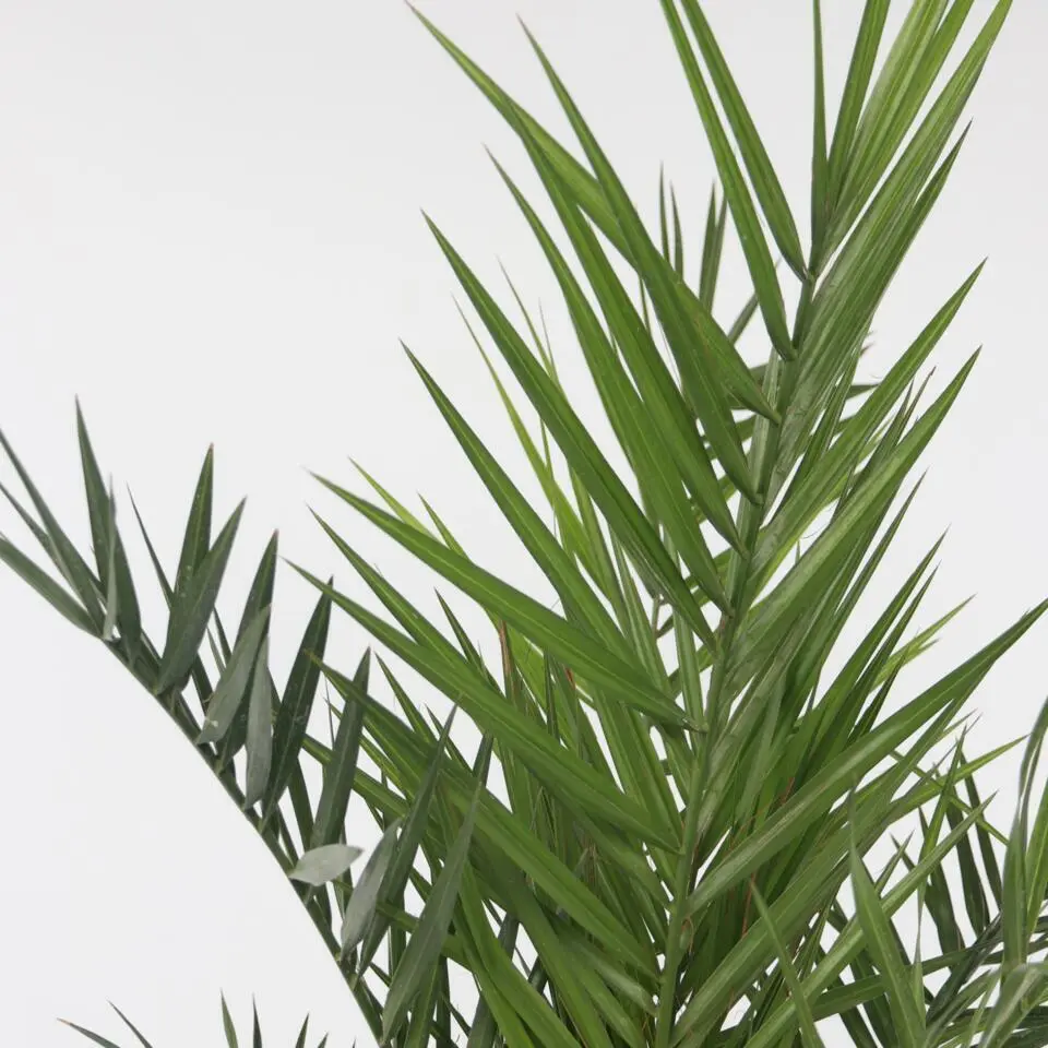 Canarische Dadelpalm - Phoenix canariensis - Hoogte 50-60cm - ⌀15cm