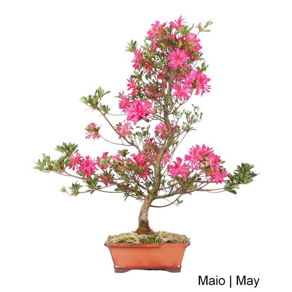 Luso Bonsai Azalea Bonsai de 27 anos - 53350C
