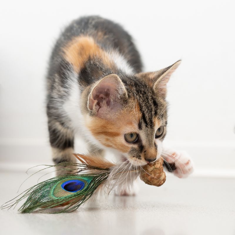 Jouet Modern Living Katmandou avec des plumes de paon pour chat