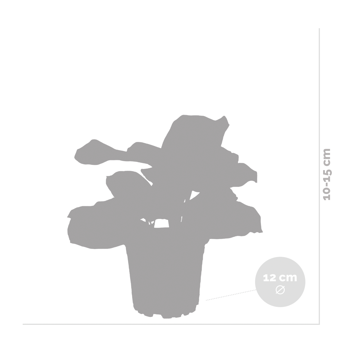 Maranta variegata – plante de prière – plante d'intérieur – purificateur d'air – ⌀12cm –↕10-15 cm