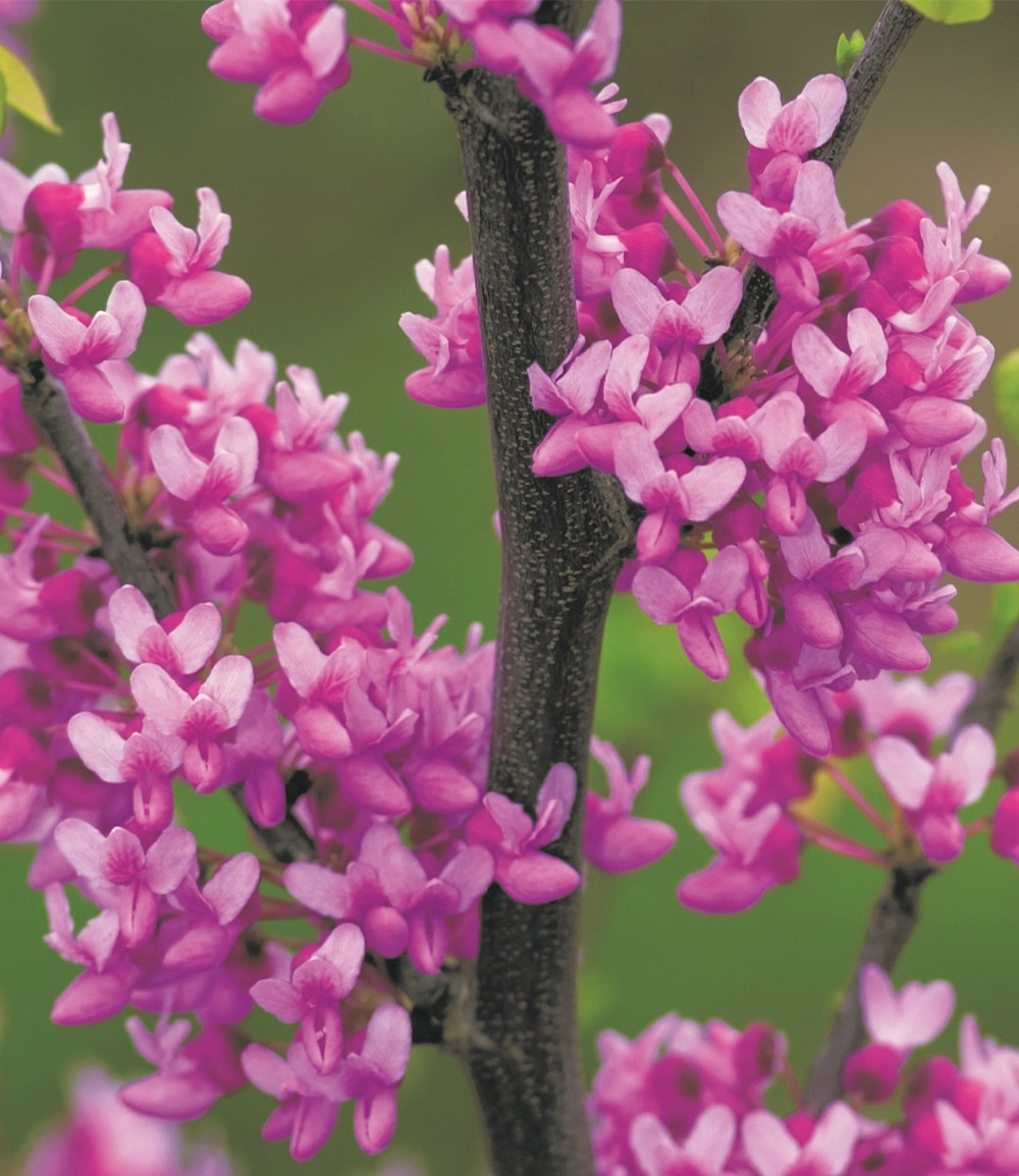 Cercis 'The Rising Sun', Judasbaum