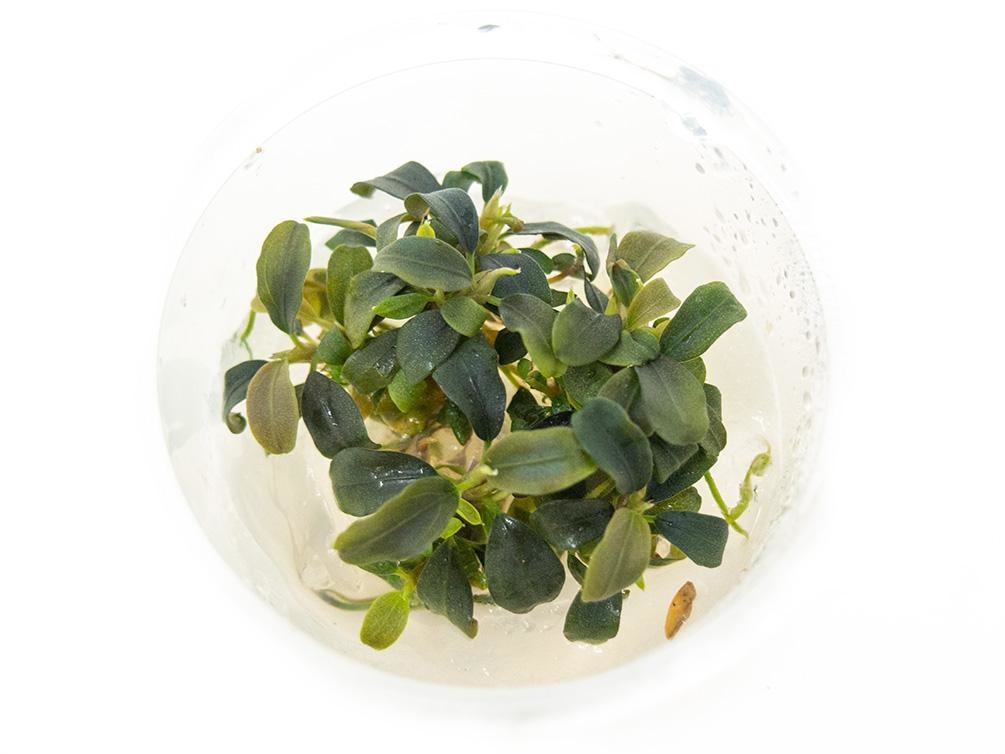 Waterplant Bucephalandra 'Brownie Purple' in bakje