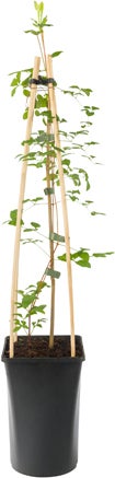 Bosrank (Clematis viticella 'Rubra') D 16 H 75 cm