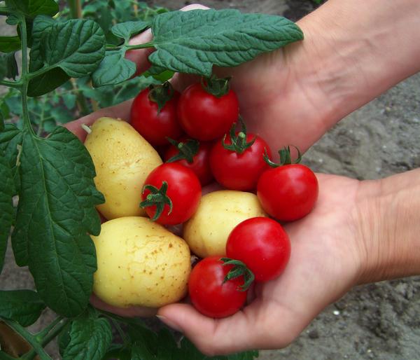 TomTato® Tomatenkartoffel