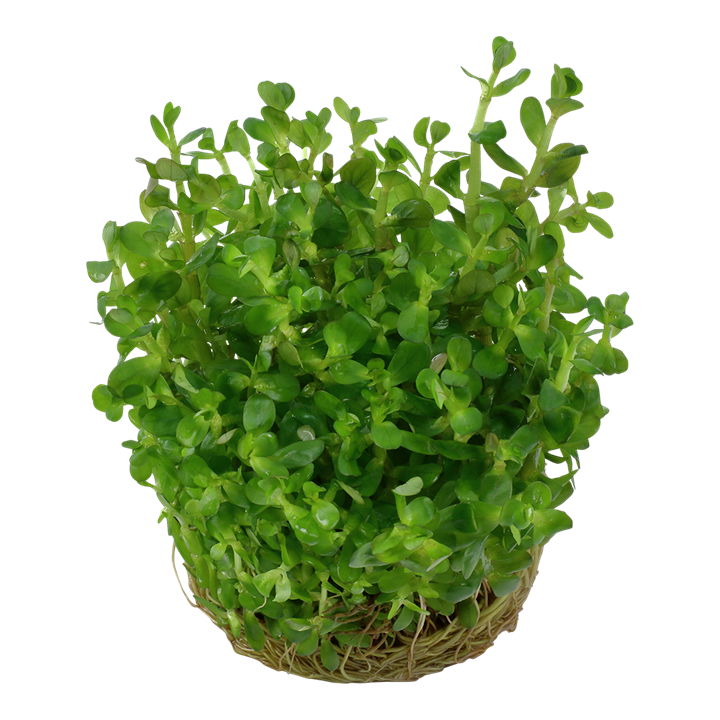 Waterplant Rotala Indica Bonsai