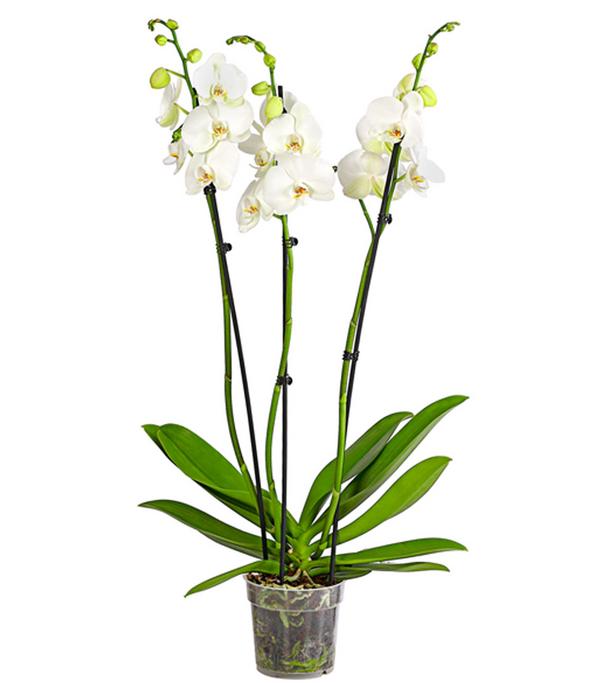 Schmetterlingsorchidee - Phalaenopsis