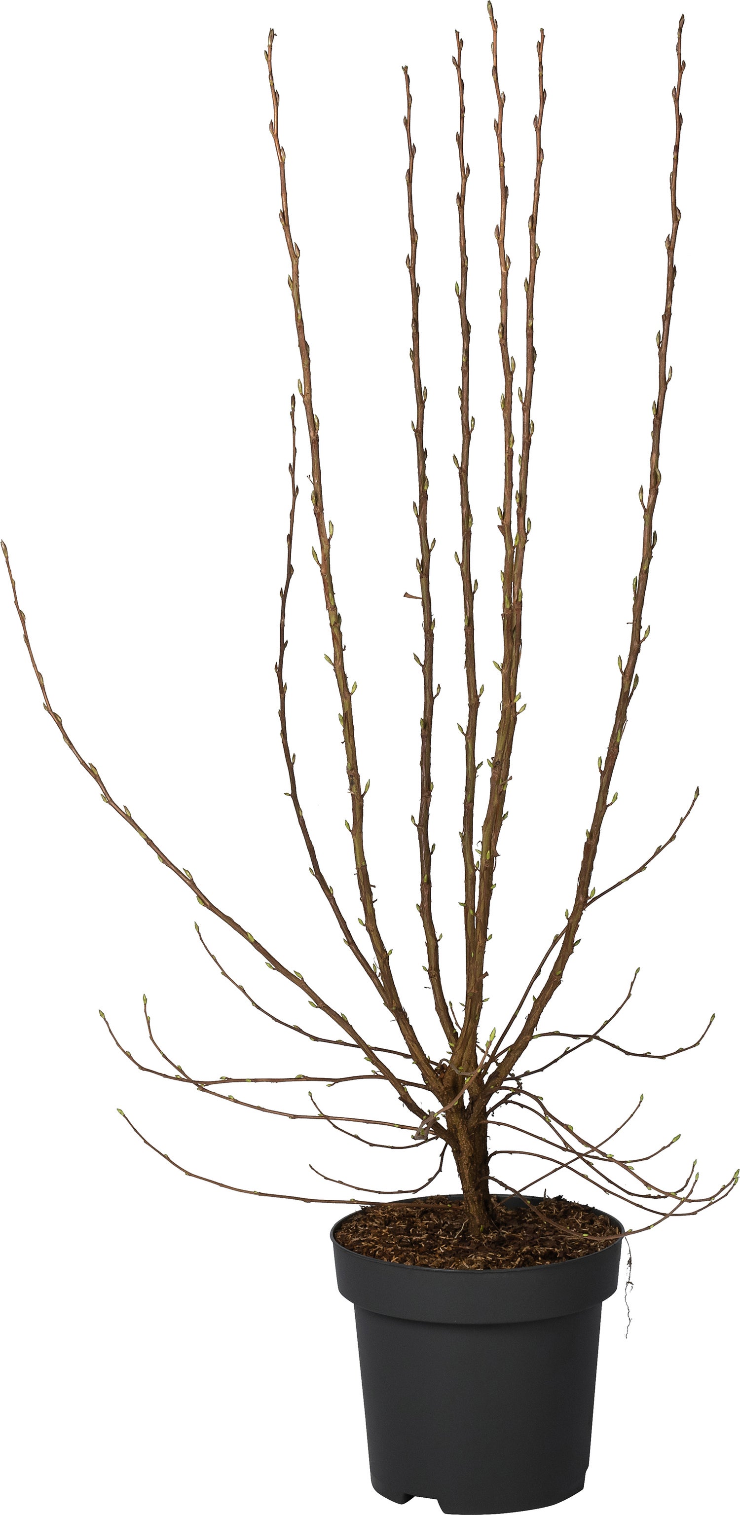 Rode Ribes (Ribes sanguineum 'King Edward V' ) D 31 H 100 cm