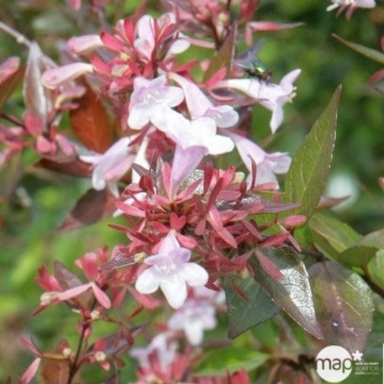 Abelia varié Pot 10L