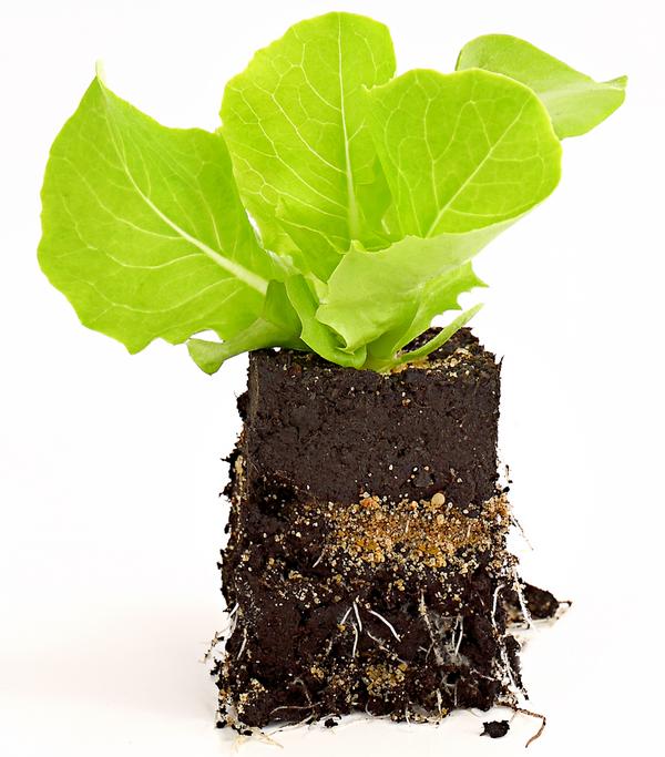 Bio Kopfsalat, lausresistent, 6er Schale