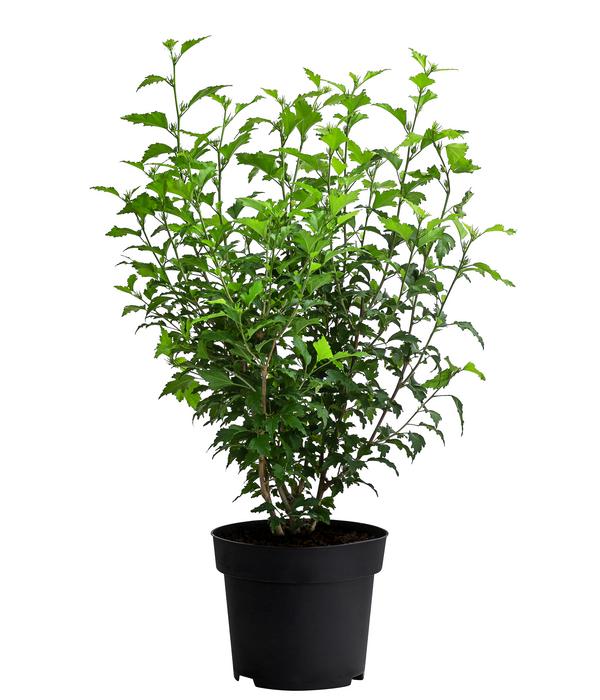 Hibiskus 'Maike' - Garten-Eibisch
