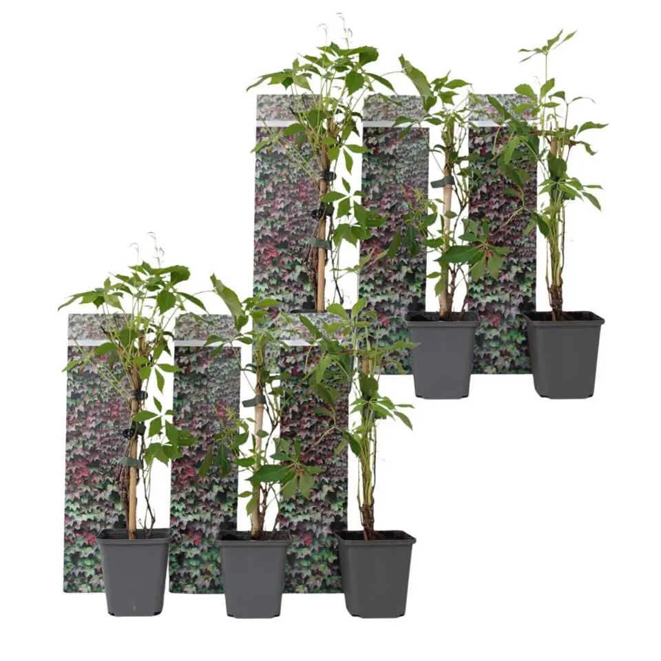 Wilde wingerd - Set van 6 - Parthenocissus quinquefolia - Hoogte 25-40cm - ⌀9cm