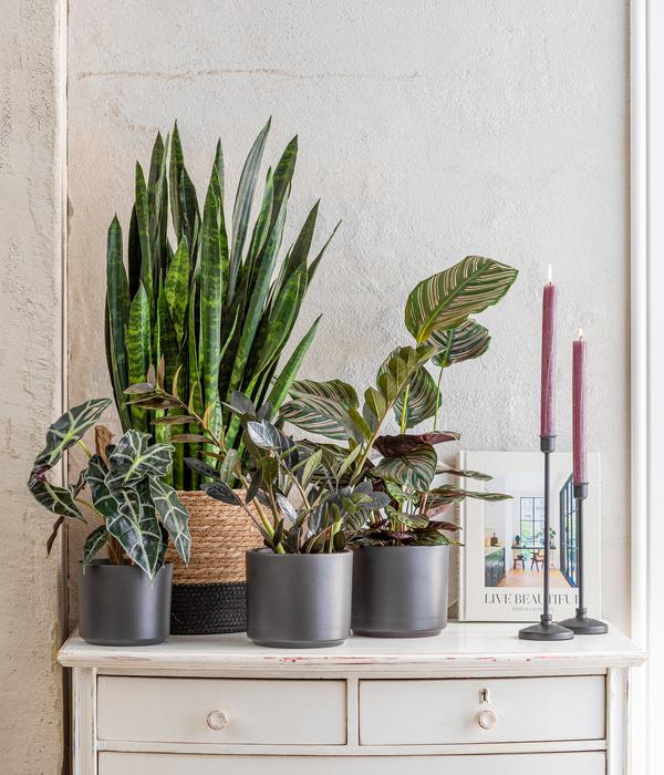 Bogenhanf - Sansevieria 'Black Coral'