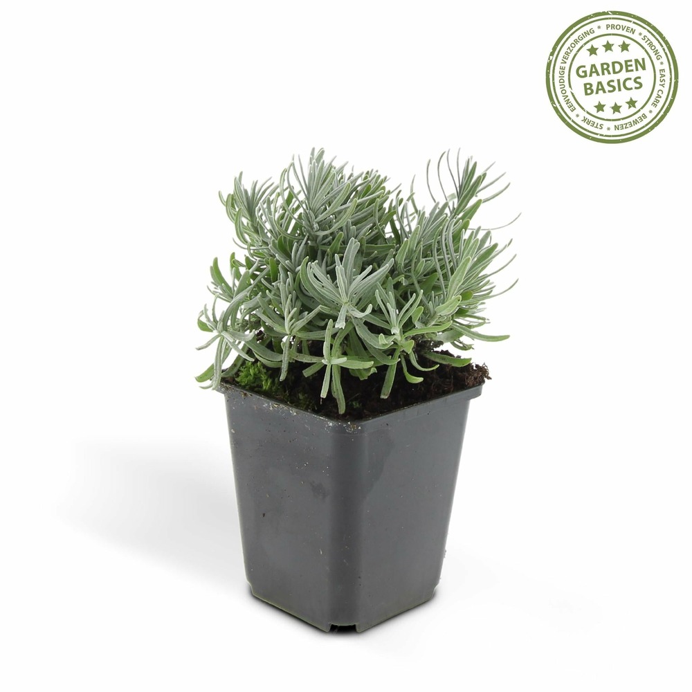 Lavande 'hidcote' - lot de 6