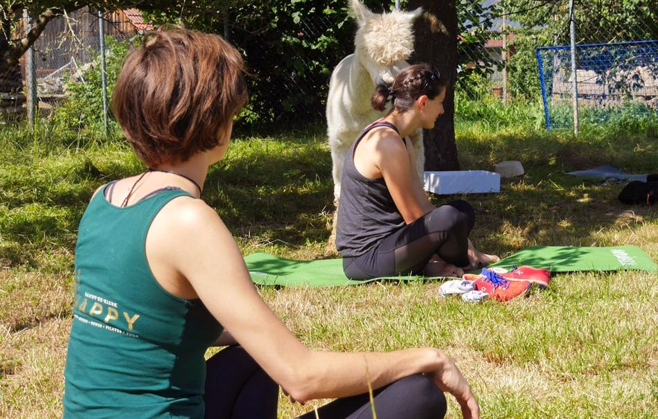 Alpaka Yoga für Zwei Arnstein
