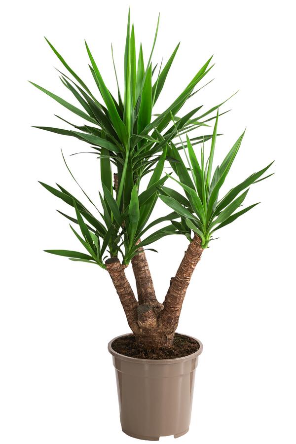 Yucca-Palme - Yucca elephantipes, verzweigt