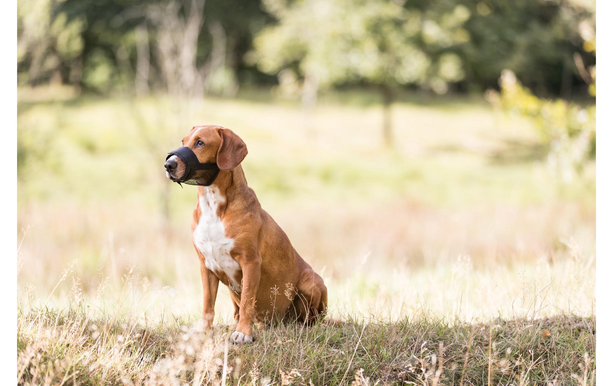 Maulschlaufe MMaulkorb für Hunde