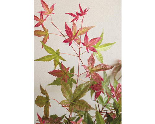 Japanse esdoorn Acer palmatum 'Beni Maiko' H 30-40 cm Co 3 L