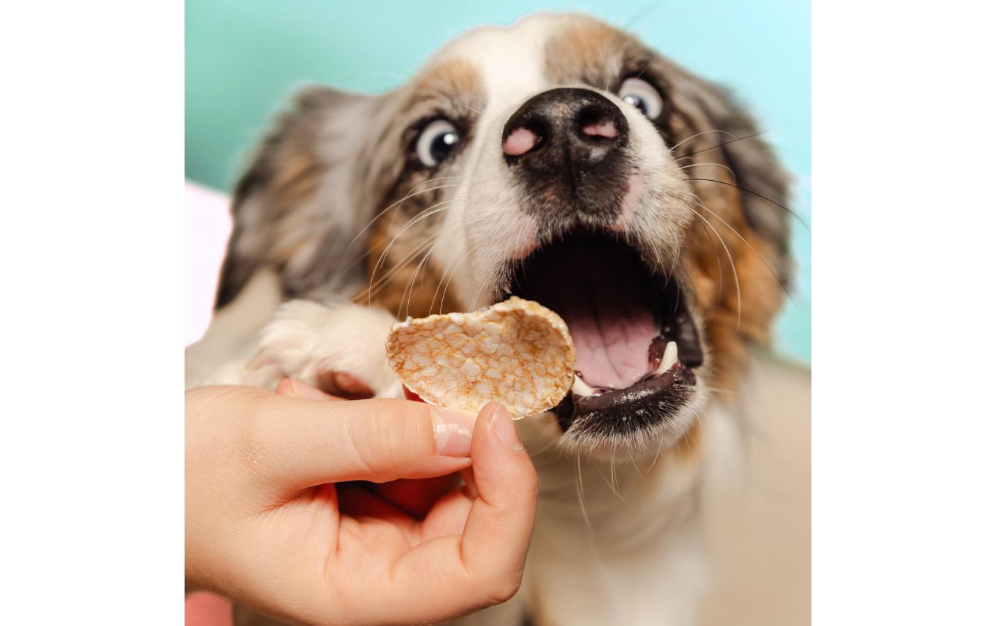 Leckerli Dog-Pops Pilze und Rosmarin 24 gKöstlicher Kauspass mit natürlichen Zutaten