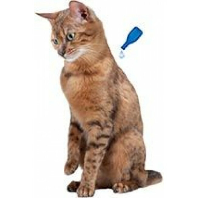 Pipettes antiparasitaires Fiprotec spot on Beaphar pour chat