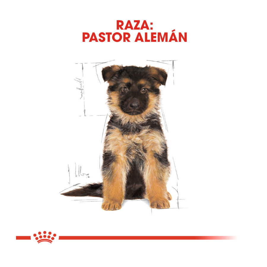 Ração Royal Canin para filhotes de Pastor Alemão