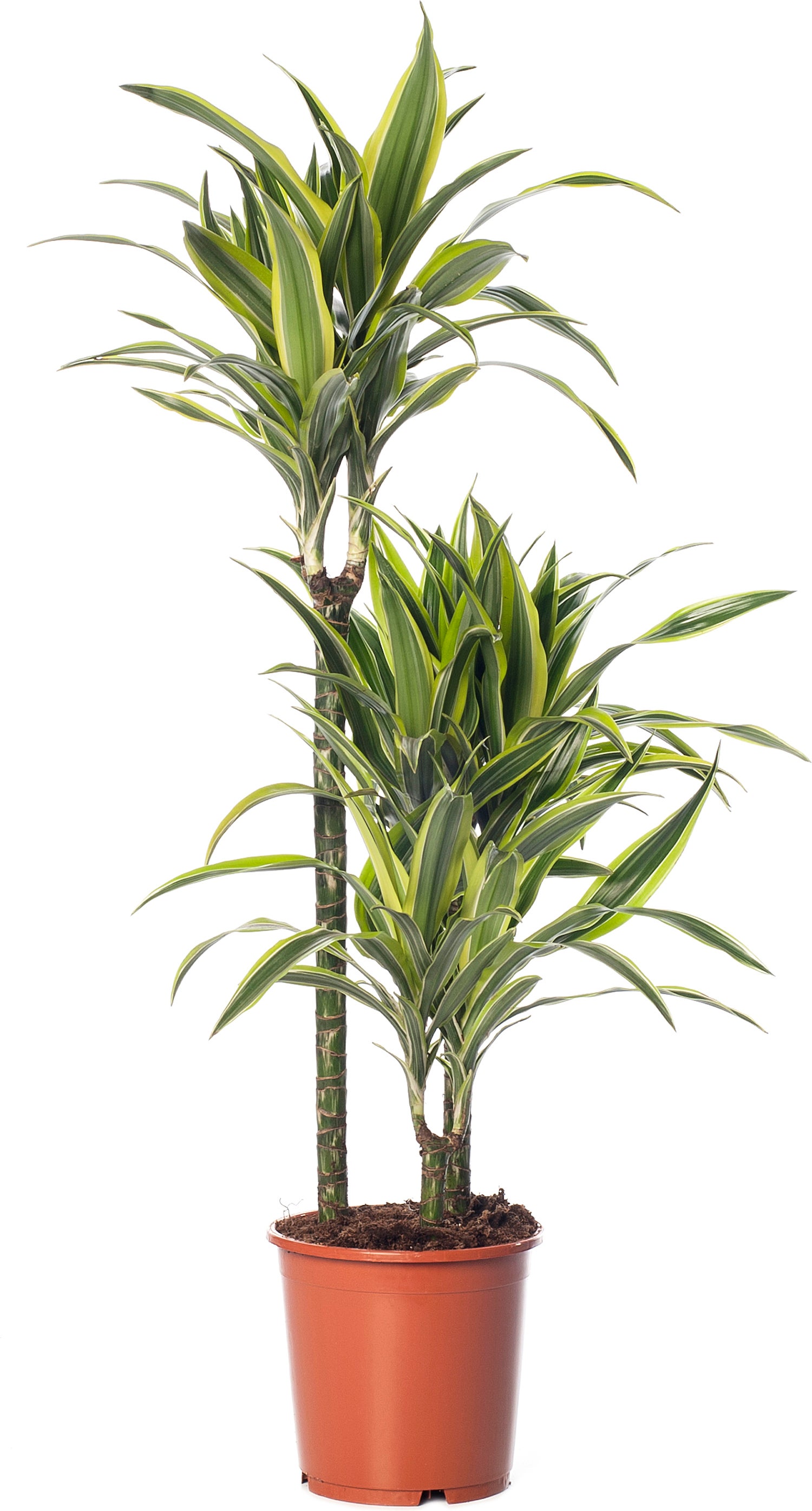 Drakenbloedboom (Dracaena fragrans (D) 'Lemon Lime') D 21 H 110 cm