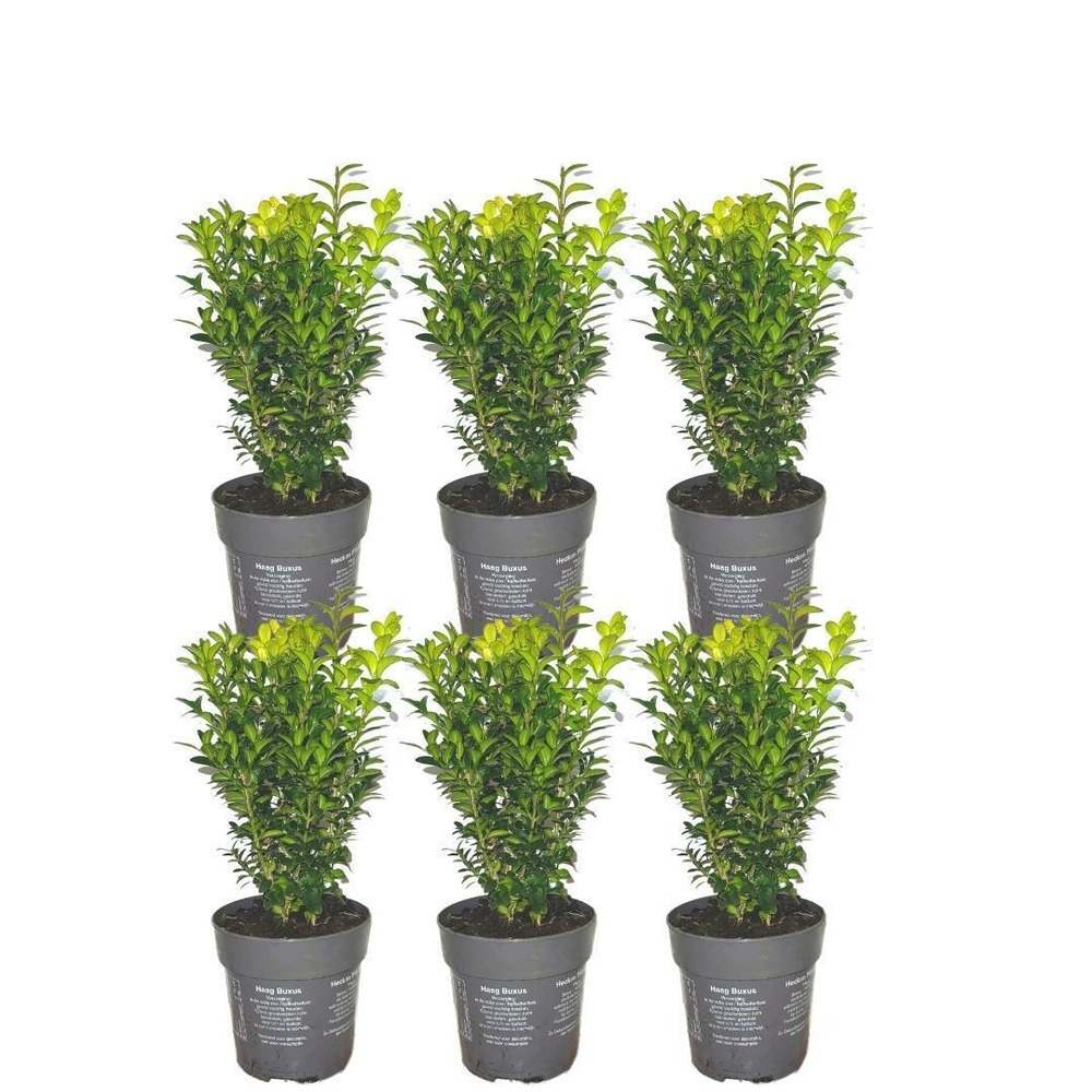Haie buxus sempervirens