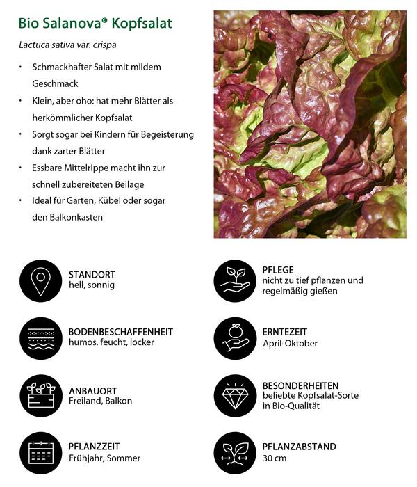 Bio Salanova® Kopfsalat, 6er Schale