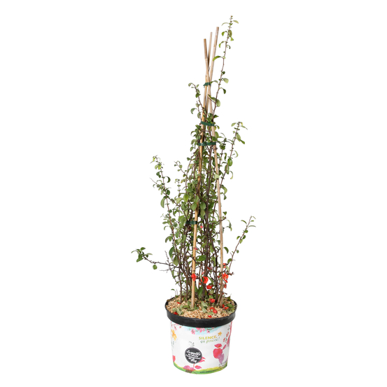 Chaenomeles speciosa 'Pink Storm'®: C3L