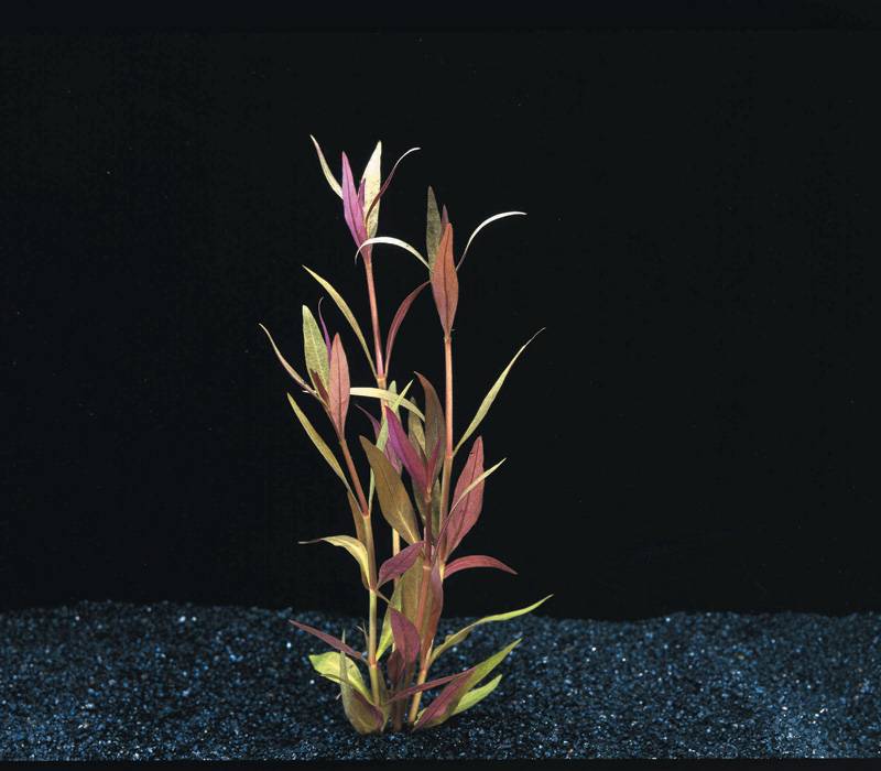 Aquariumplant Alternanthera Rosaefolia, dieprode bladeren