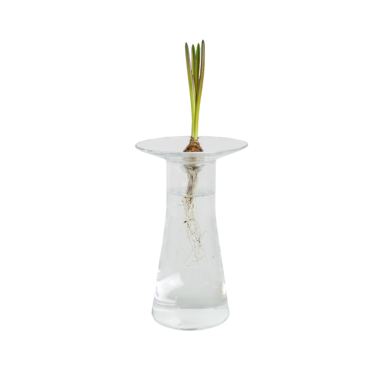 Knollenhalter L  / Auflage für Gemüse- und Blumenknollen