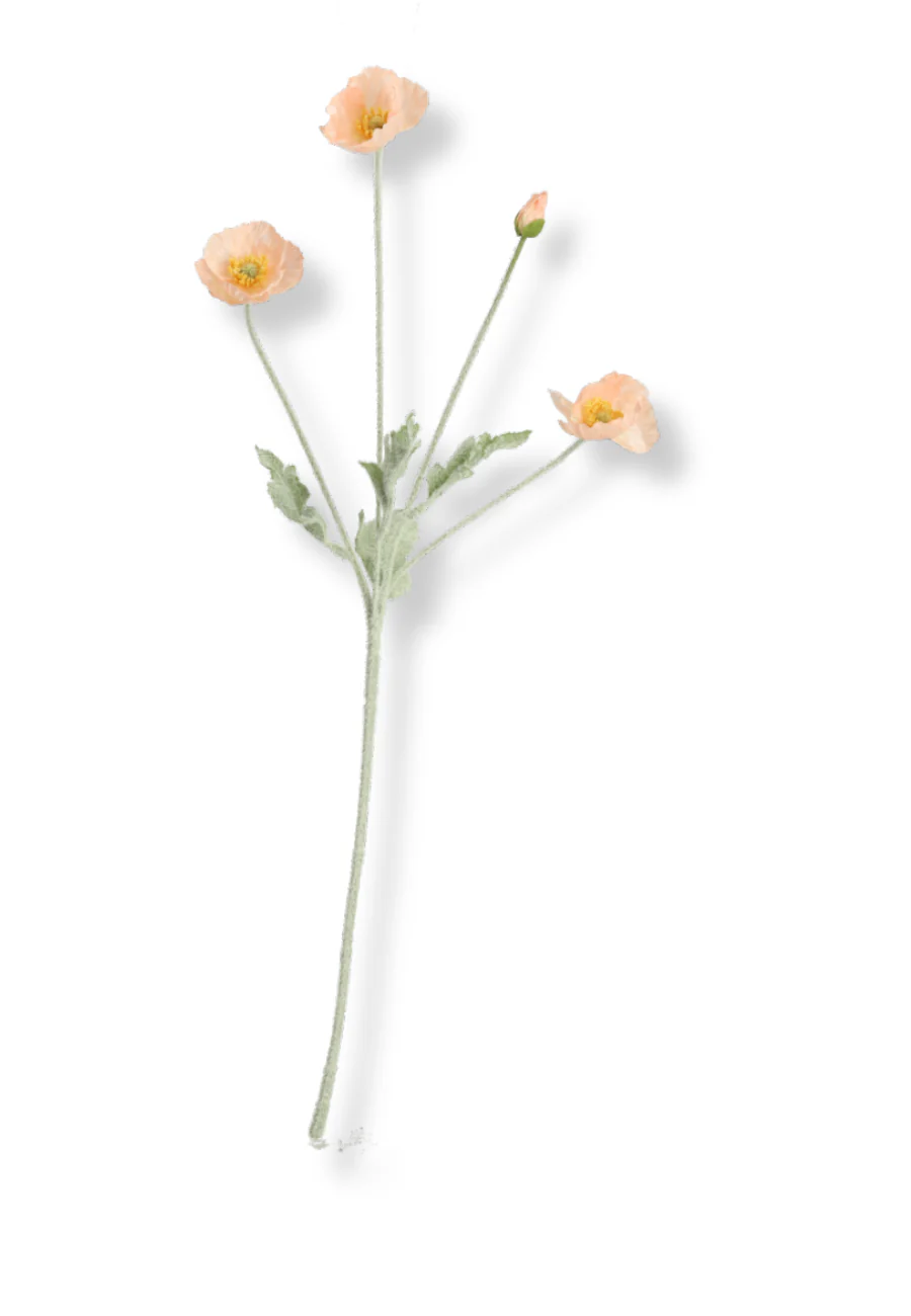 Botané  Valmue blomst - coral