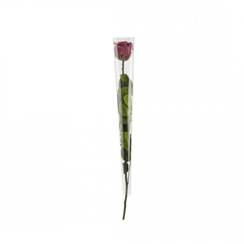 Rose en tige stabilisée coloris pourpre