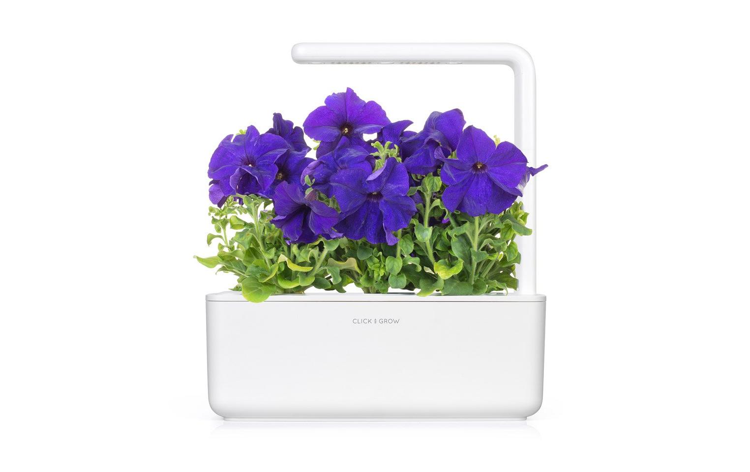 Saatgut Blaue Petunie 3er-PackNachfüllpackung zum Smart Garden