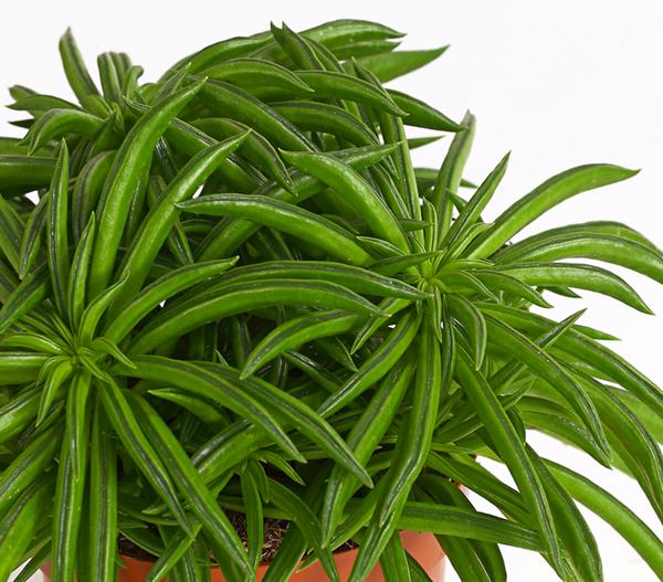 Peperomie - Peperomia ferreyrae 'Happy Bean'