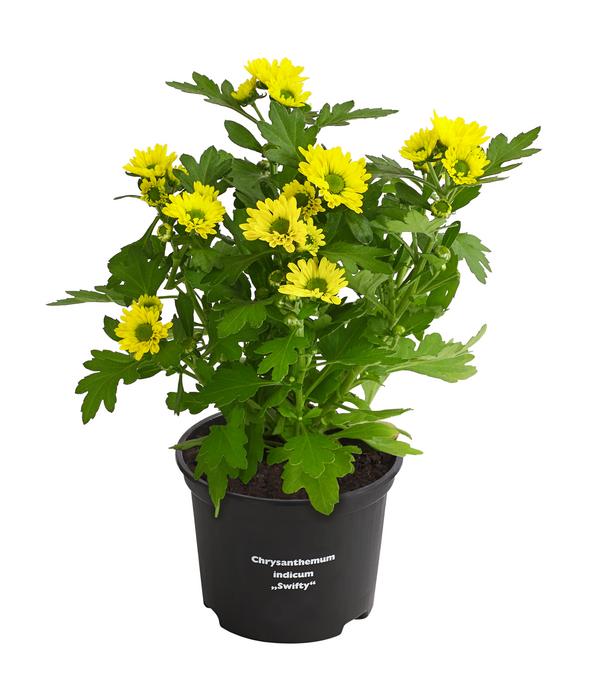 Chrysantheme 'Swifty', verschiedene Farben