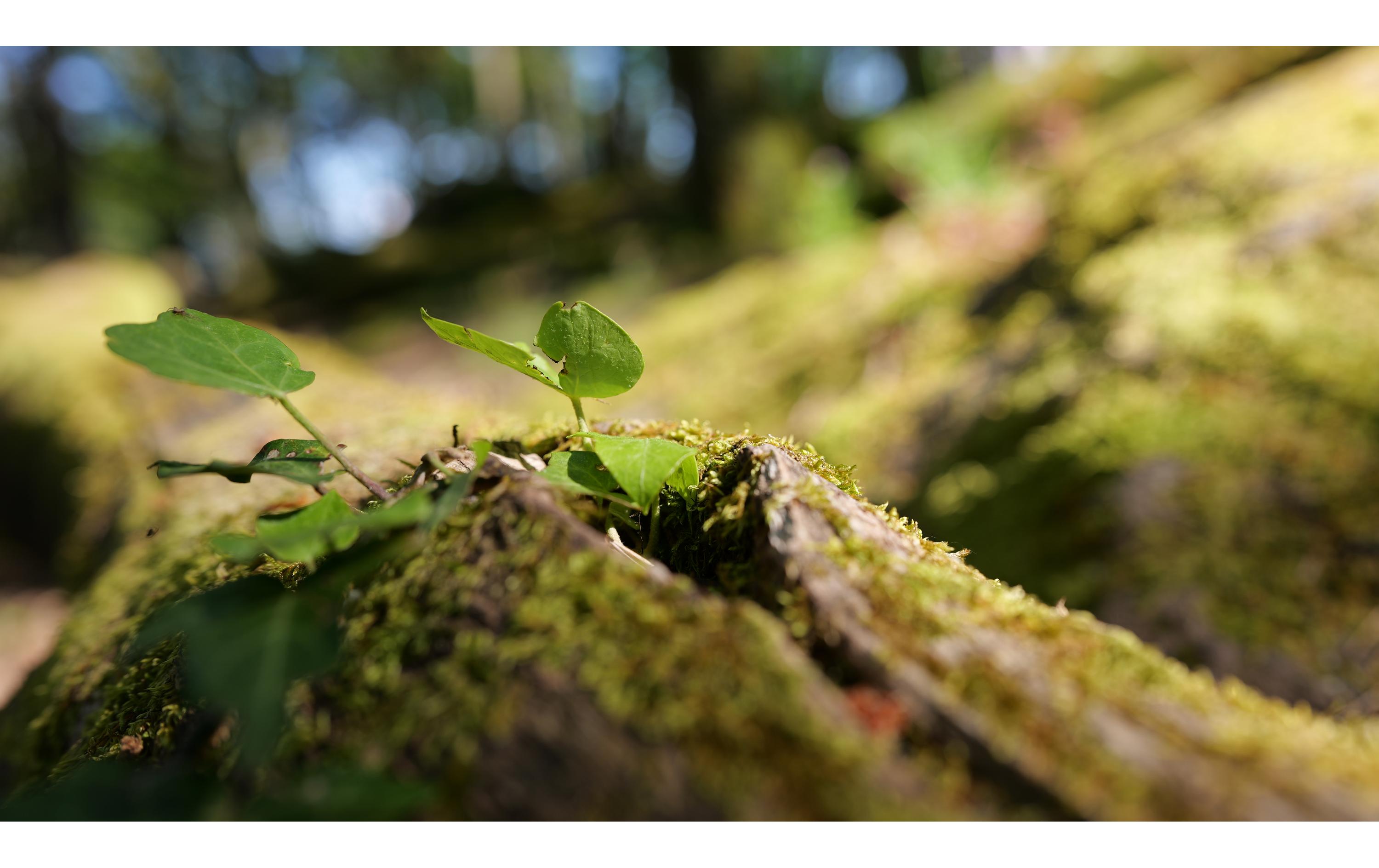 Zoomobjektiv 28-45mm F/1.8 DG DN Art Sony E-Mount<br>Vollformat-Zoomobjektiv mit einer konstanten maximalen Blendenöffnung von F1.8 und eine Schärfe und Klarheit vergleichbar mit der eines Festbrennweitenobjektivs ist