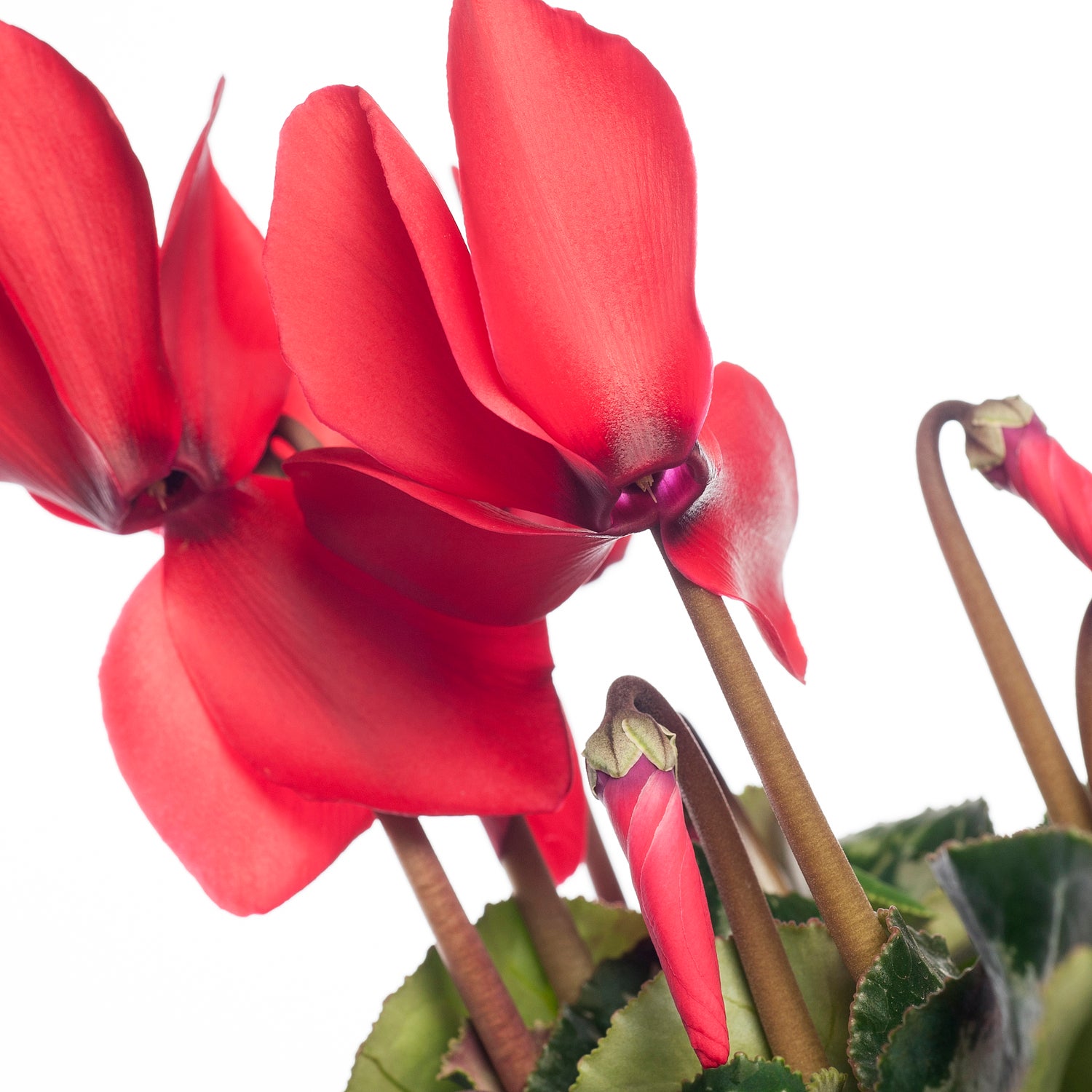 Cyclaam (Cyclamen) grootbloemig rood D 13 cm