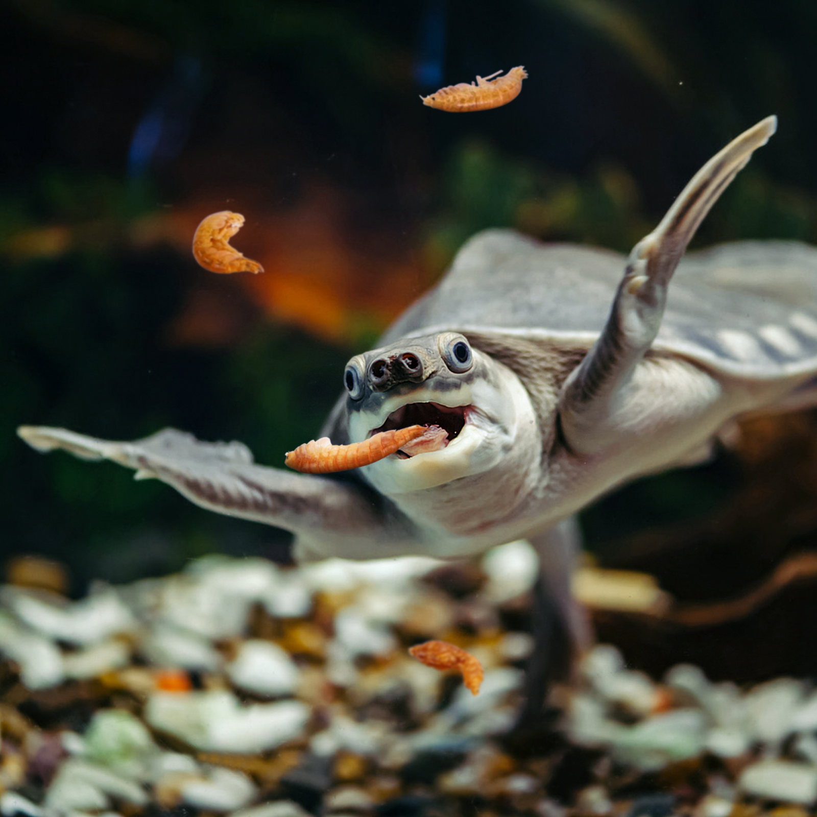 Alimento para tartarugas marinhas e cágados Nobleza, feito com camarões de rio naturais de alta qualidade, 80g / 750ml