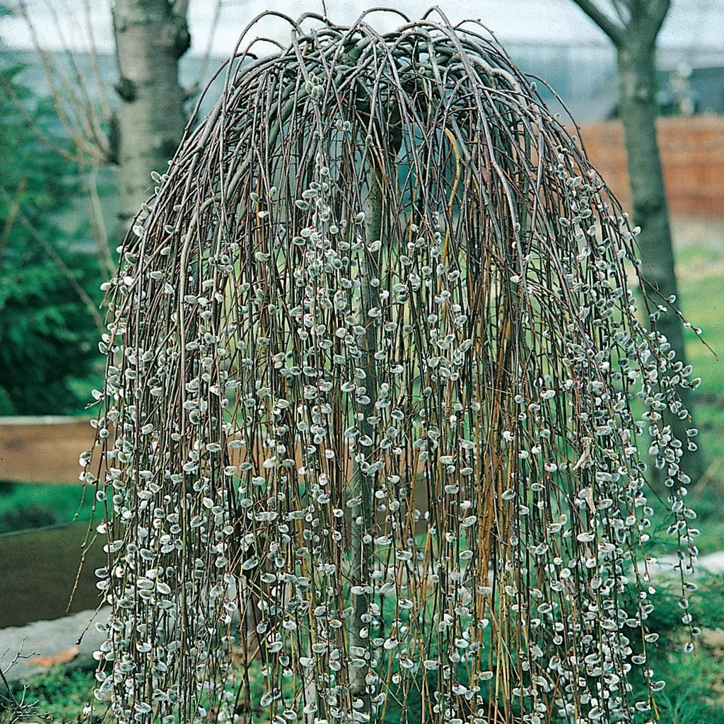 Salix caprea 'Kilmarnock' Hengeselje 'Kilmarnock' Høyde 100 cm