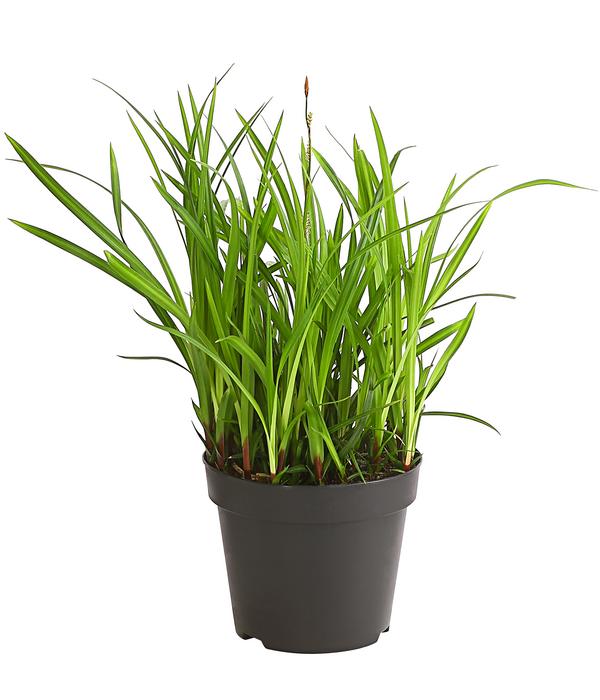 Schopf-Segge 'Irish Green'
