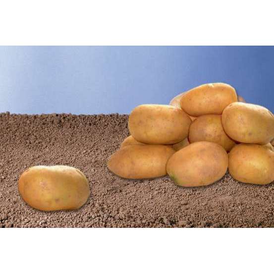 Plants de pommes de terre 'Spunta' en sac - 1,5 kg