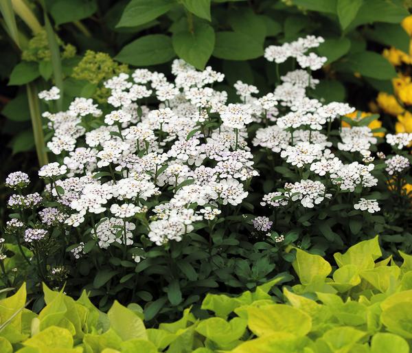 Bio Immergrüne Schleifenblume 'Schneeflocke'