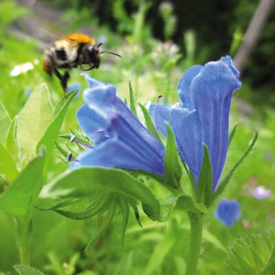 Blumensamen Samenkugeln, Bienen-, Schmetterlingsweide