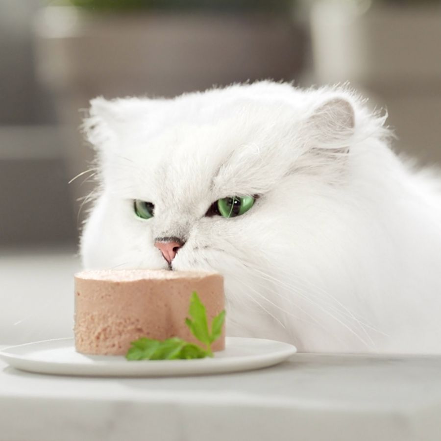 Conjunto de latas de mousse gourmet dourada para gatos - Pacote múltiplo