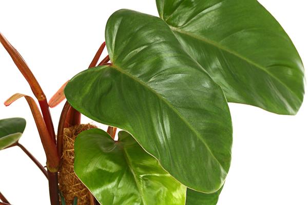 Baumfreund - Philodendron 'Red Emerald'