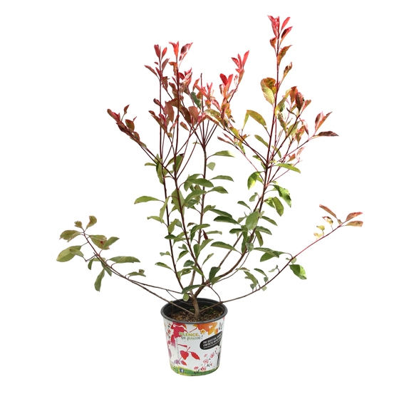 Photinia x fraseri ' Pink Marble ':H 40/50 cm pot 4L